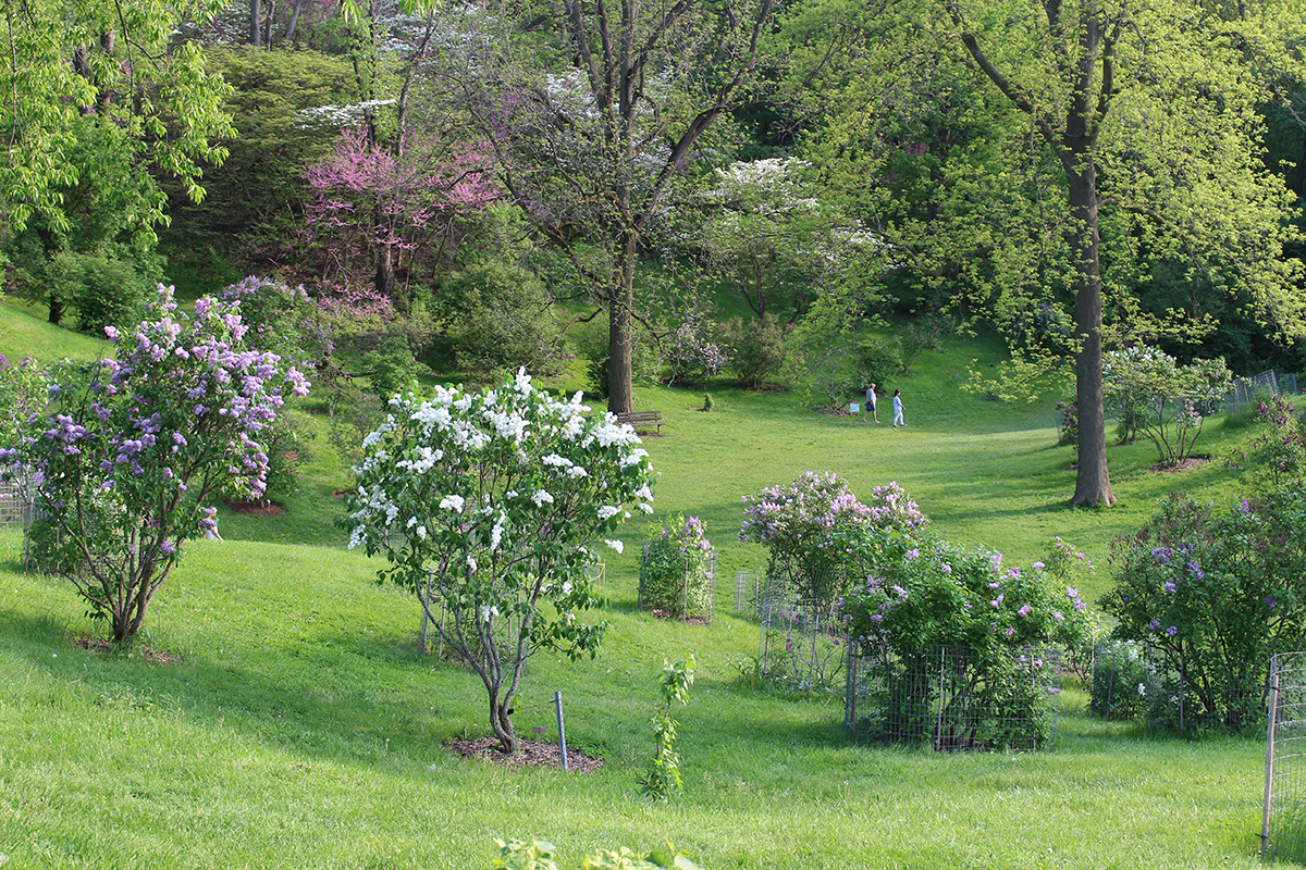 Lilac Dell In Arboretum In Bloom