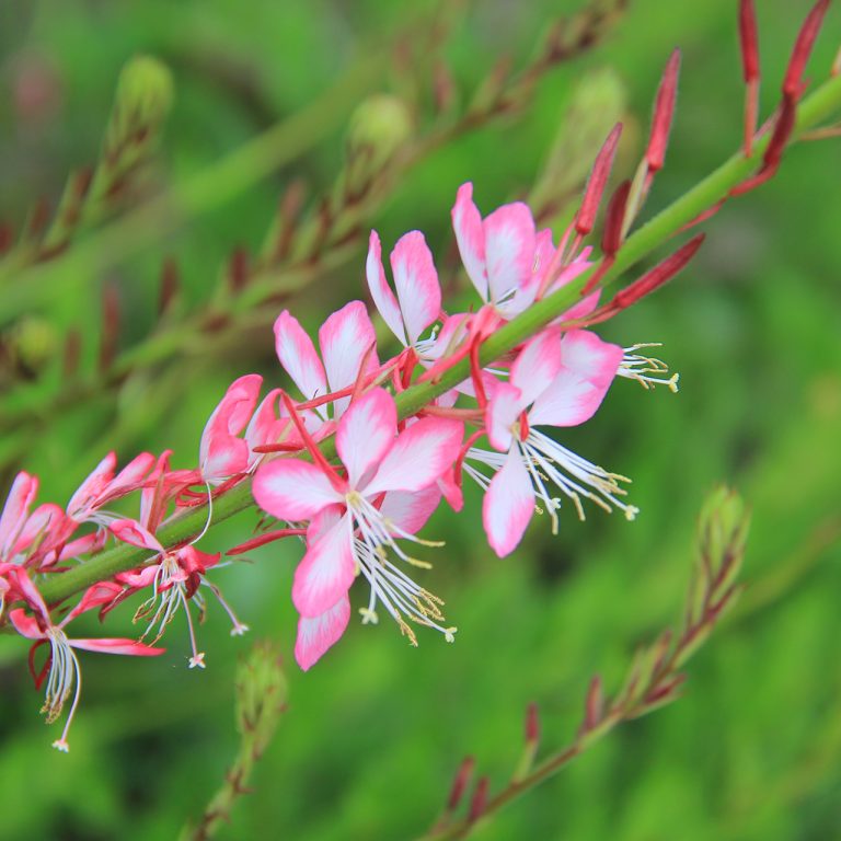 Lindheimer's Beeblossom blooming with 5 petalled light pink flowers, darkening on the edges of the petals, clustered along a stalk