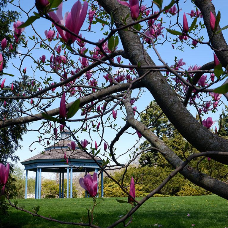 Magnolia Tree Starting To Bloom Beside Gazebo