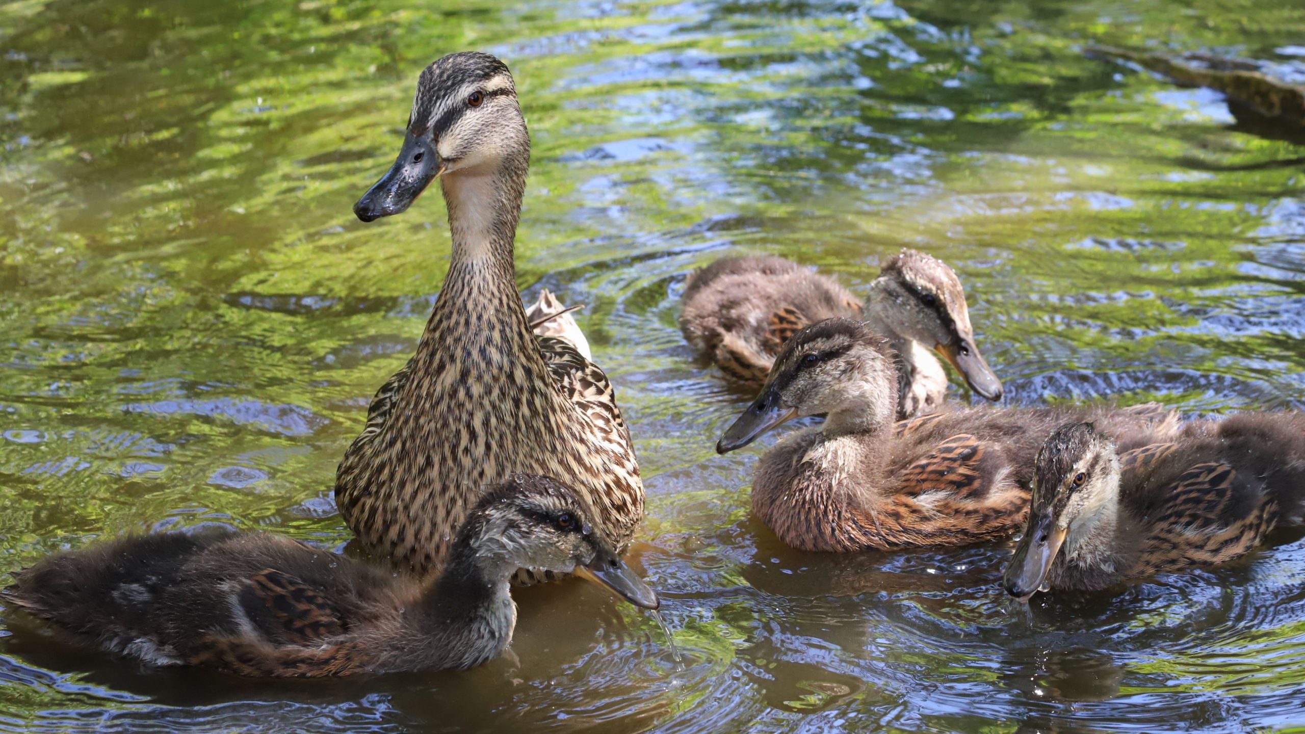 family of mallard ducks swimming