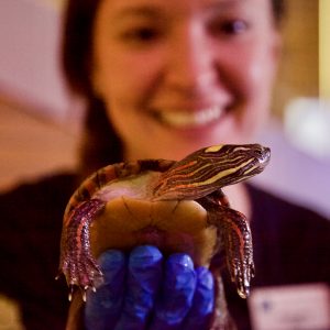 pablo-the-turtle-at-RBG-After-Dark Pablo the Turtle held by staff at RBG After Dark