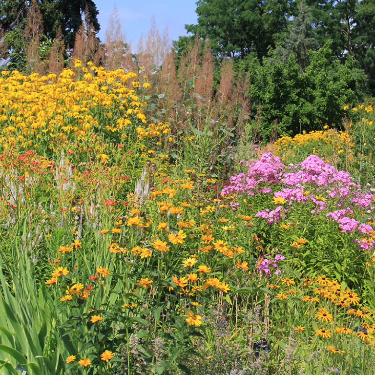 Perennial Border