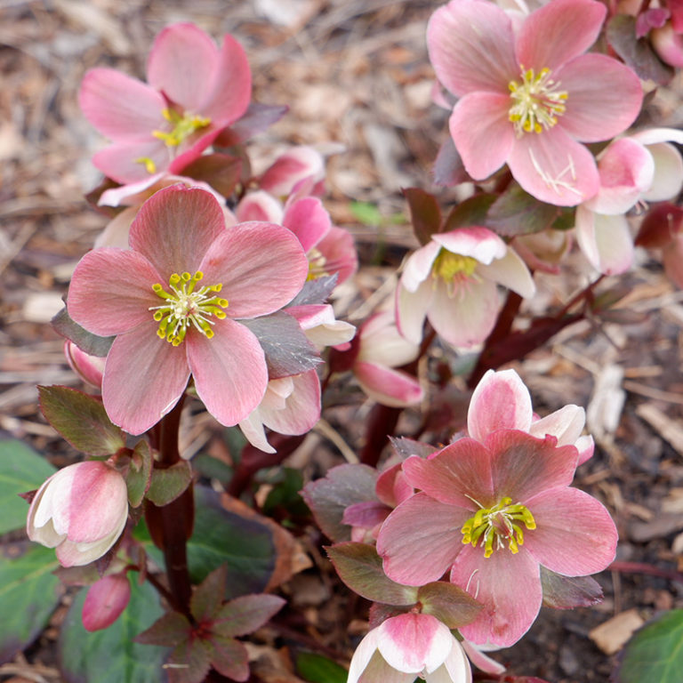 Pink Hellebore Blooms