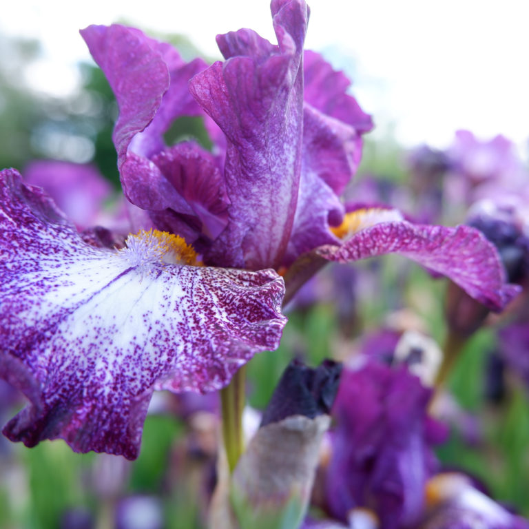 Purple And White Iris In Bloom