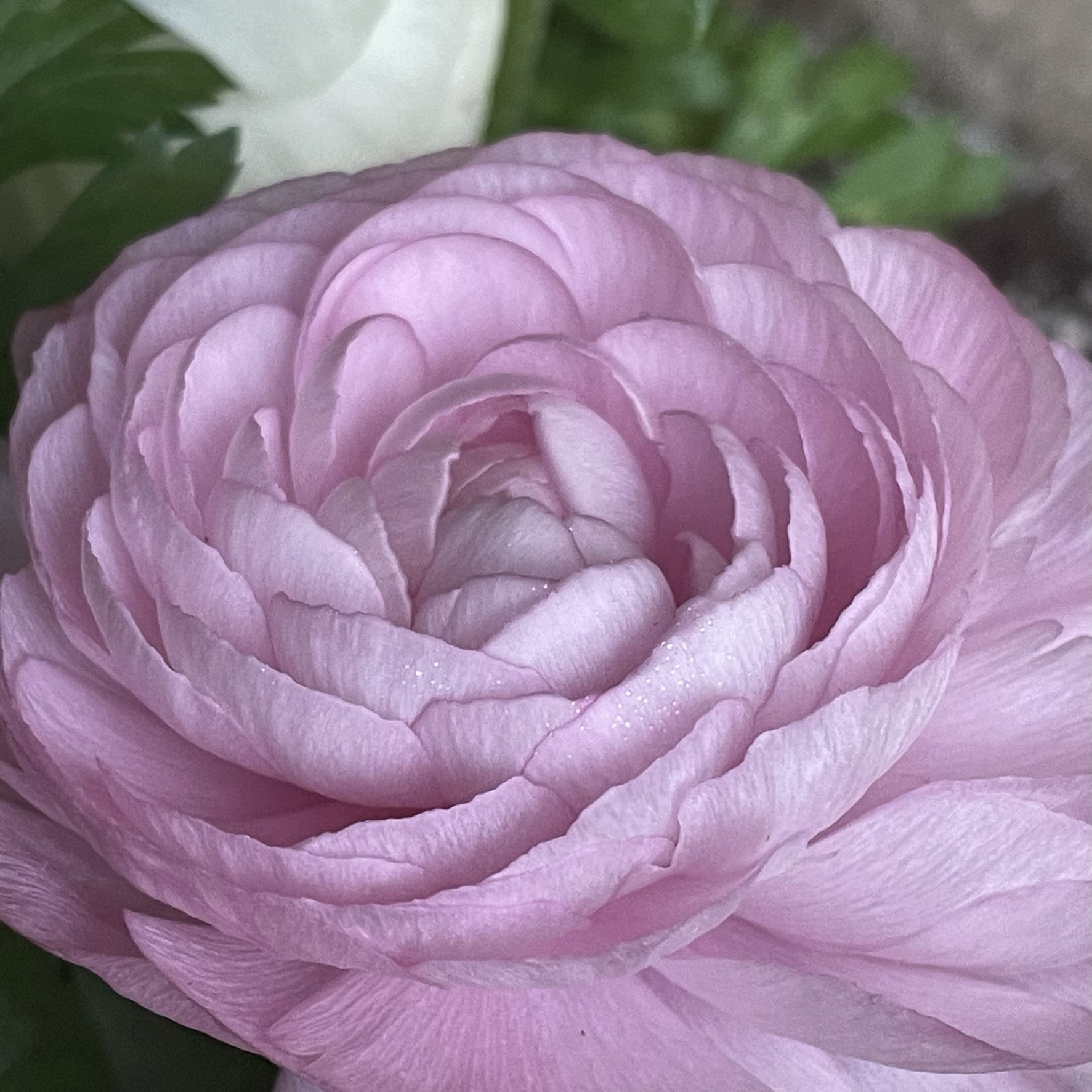 Radiant Ranunculus Royal Botanical Gardens