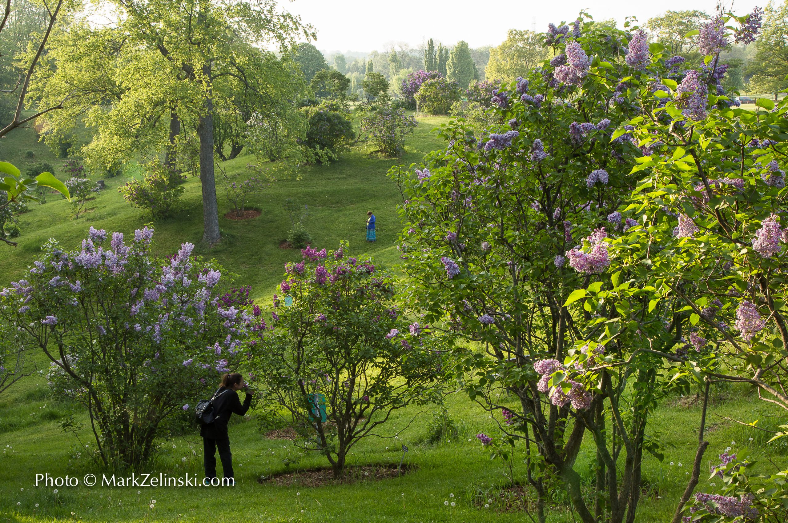 visitors roaming throughout the lilacs and smelling the flowers