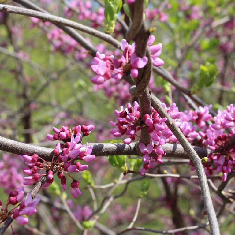 Redbud Blooms Starting On Branch