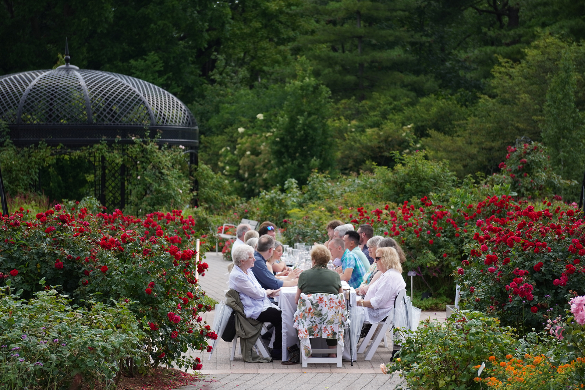guests seated at a dining table placed along the pathway of the rose garden in peak bloom