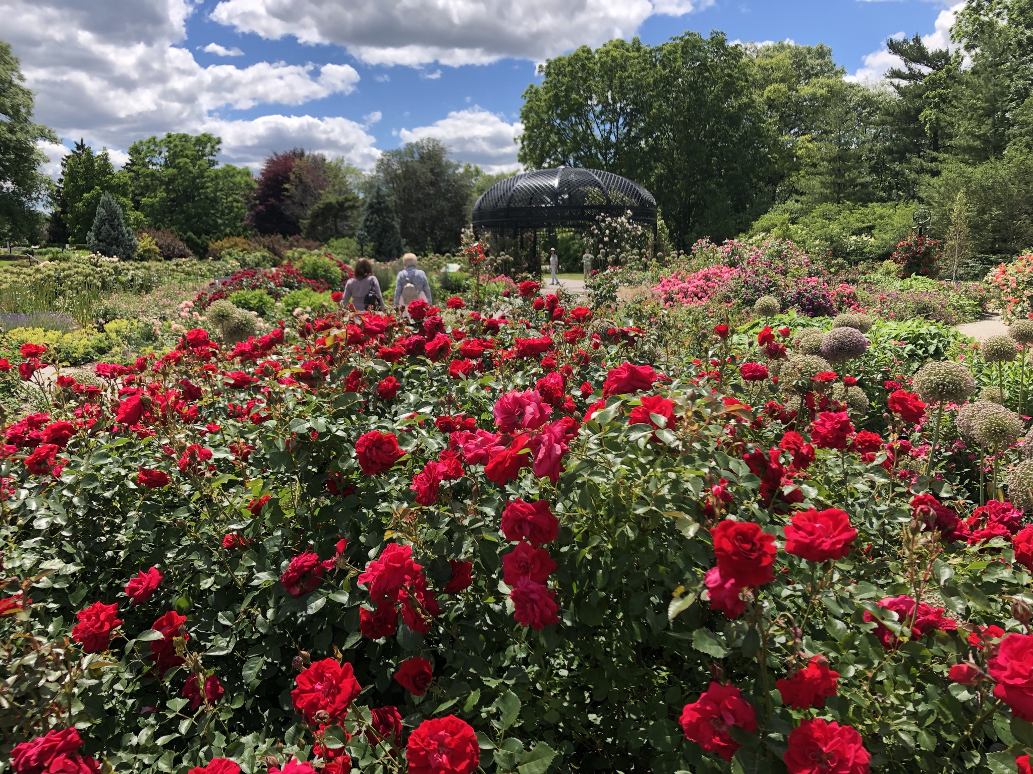 Joy in the Rose Garden - Royal Botanical Gardens