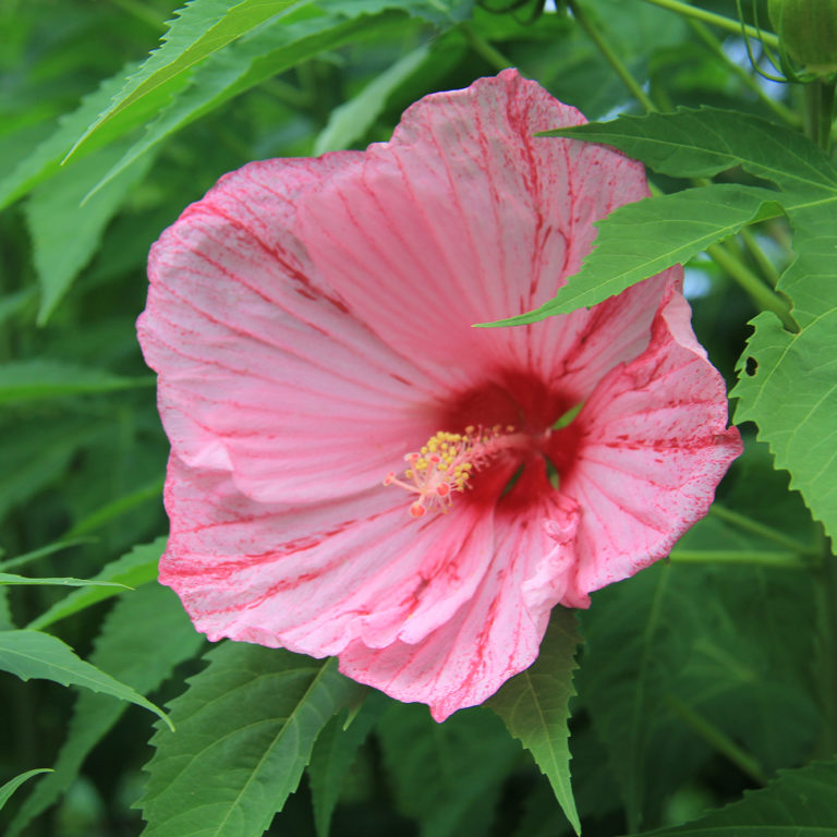 Rose Mallow Hibiscus
