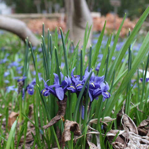 RBG Centre - Royal Botanical Gardens
