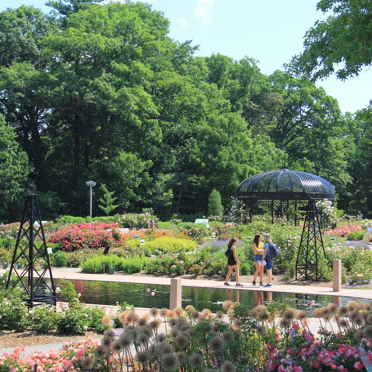 Rose garden in full bloom with visitors strolling along reflecting pond