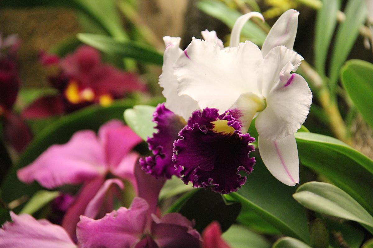 White And Purple Orchid